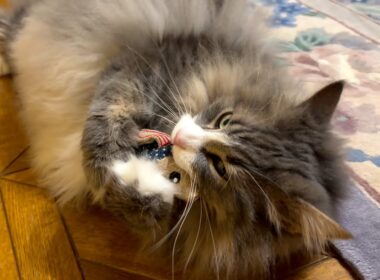 【カワイイ💖】お魚さんと戯れるもふ猫たち❤︎ノルウェージャンフォレストキャットとターキッシュアンゴラ