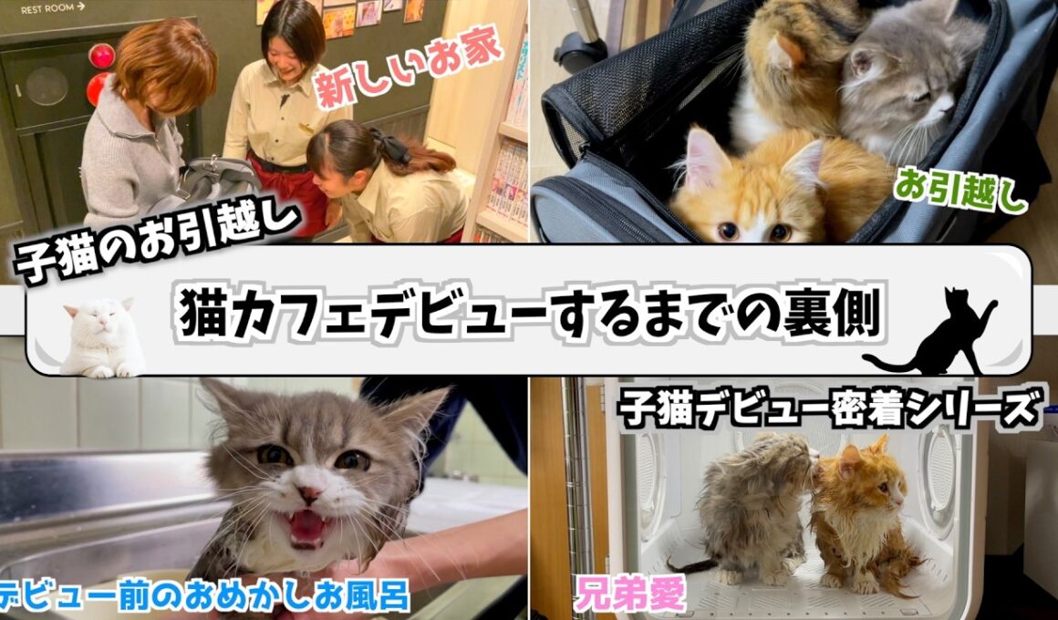 【3つ子密着】生後6か月の子猫3匹が新しいお家に引っ越すまでの裏側が猫への愛で溢れてた