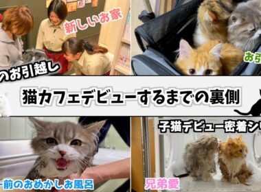 【3つ子密着】生後6か月の子猫3匹が新しいお家に引っ越すまでの裏側が猫への愛で溢れてた