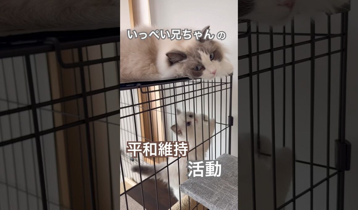 いっぺい兄ちゃんの平和維持活動😽💕我が家の平和はいっぺいが守ります💓#ラグドール #猫好きさんと繋がりたい #猫のいる暮らし #ねこ動画