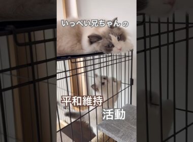 いっぺい兄ちゃんの平和維持活動😽💕我が家の平和はいっぺいが守ります💓#ラグドール #猫好きさんと繋がりたい #猫のいる暮らし #ねこ動画