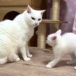 先住猫へ鼻ちゅん挨拶に挑戦した子猫！結果は‥【白玉ちゃん＆たこやき君日記】Kitten tries a "nose boop" greeting! The result is...