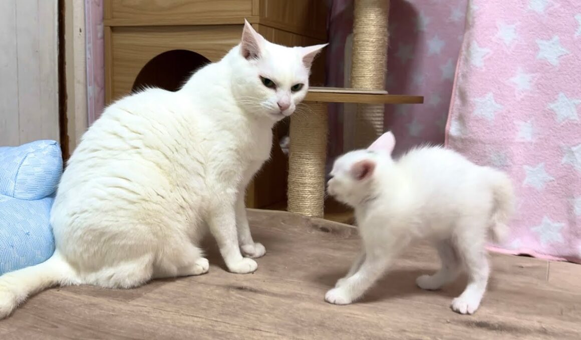 先住猫へ鼻ちゅん挨拶に挑戦した子猫！結果は‥【白玉ちゃん＆たこやき君日記】Kitten tries a "nose boop" greeting! The result is...