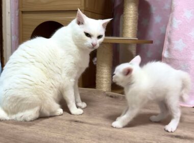 先住猫へ鼻ちゅん挨拶に挑戦した子猫！結果は‥【白玉ちゃん＆たこやき君日記】Kitten tries a "nose boop" greeting! The result is...