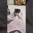 もこもこ遊びに夢中な子猫達かわいすぎ😺😺 #cat #kitten #子ネコ #cute #gatto #猫好きさんと繋がりたい #ねこ #kitty  #保護猫  #animals #エウレカねこ部