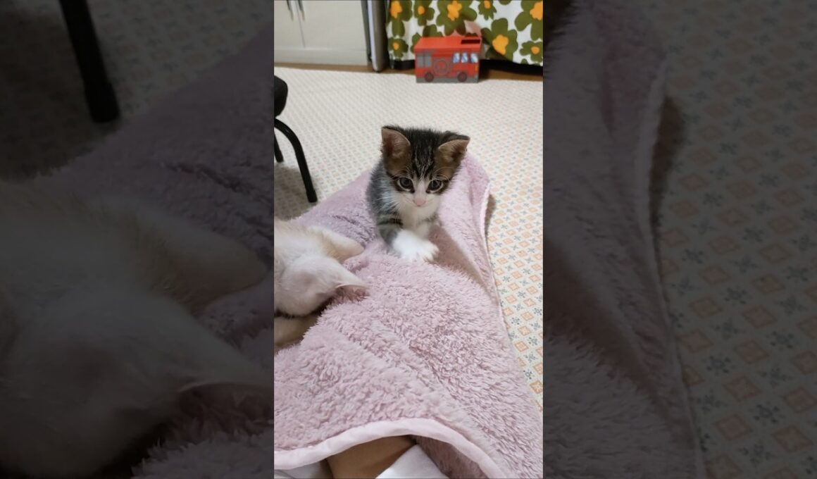 もこもこ遊びに夢中な子猫達かわいすぎ😺😺 #cat #kitten #子ネコ #cute #gatto #猫好きさんと繋がりたい #ねこ #kitty  #保護猫  #animals #エウレカねこ部