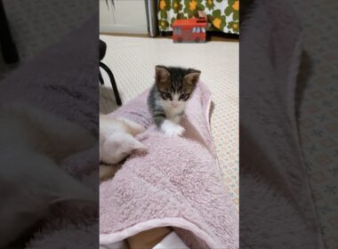 もこもこ遊びに夢中な子猫達かわいすぎ😺😺 #cat #kitten #子ネコ #cute #gatto #猫好きさんと繋がりたい #ねこ #kitty  #保護猫  #animals #エウレカねこ部