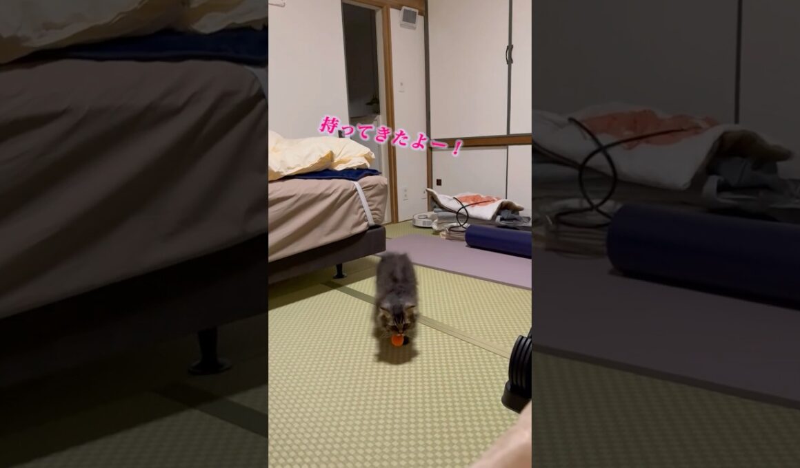 ボール🏀もってきたよ〜 #cat #猫のいる暮らし #猫 #スクーカム #shorts #猫のいる生活 #猫好きさんと繋がりたい