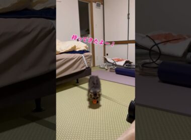 ボール🏀もってきたよ〜 #cat #猫のいる暮らし #猫 #スクーカム #shorts #猫のいる生活 #猫好きさんと繋がりたい