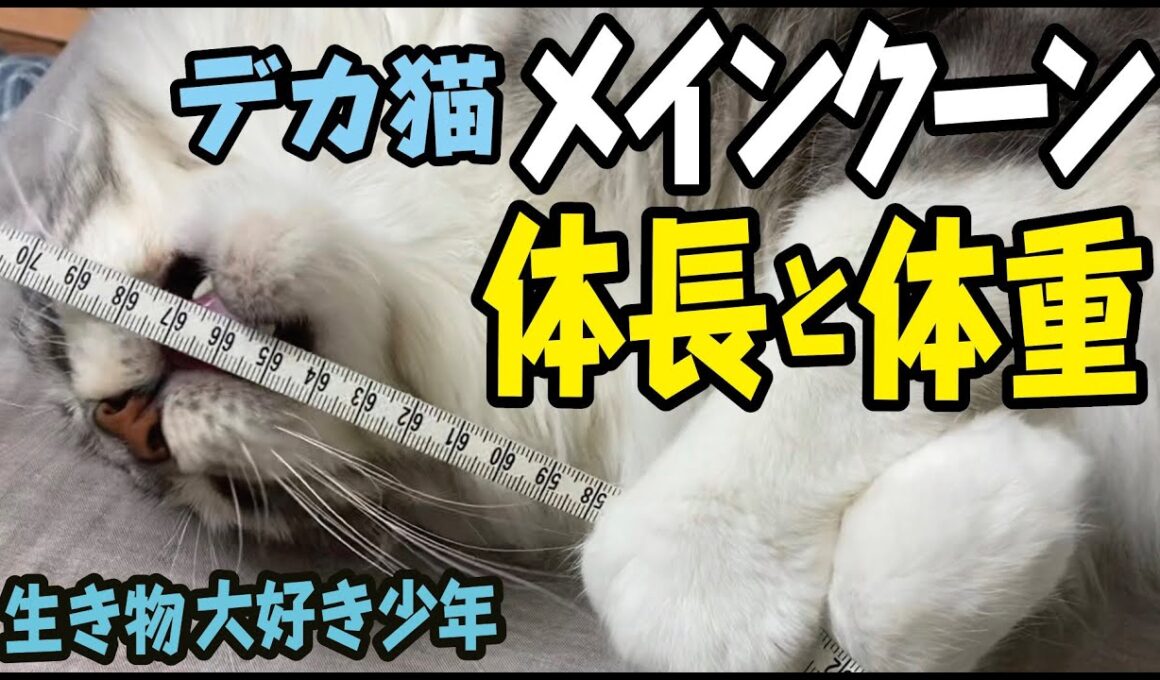 【メインクーン】大型猫（2歳オス）の体長と体重は？