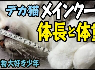 【メインクーン】大型猫（2歳オス）の体長と体重は？