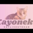 ★CatLive★19【Mee】