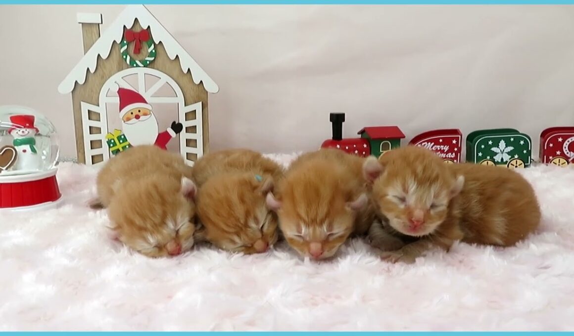 ペットショップcoo&riku No.00742202 アメリカンカール