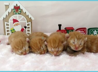 ペットショップcoo&riku No.00742202 アメリカンカール