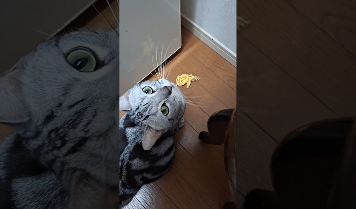 ｢褒められたくてほどいた紐を持ってくる猫｣#shorts  #アメショ  #cat  #cute #猫 #アメリカンショートヘアー