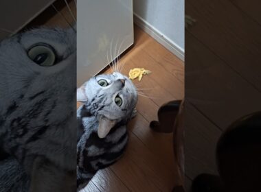 ｢褒められたくてほどいた紐を持ってくる猫｣#shorts  #アメショ  #cat  #cute #猫 #アメリカンショートヘアー