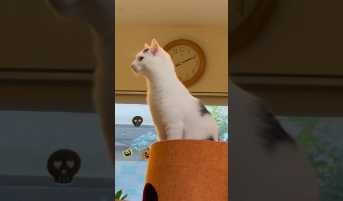 明日の私に幸あれ。ミルねーさんの暮らし。#保護猫 #ねこ #猫のいる暮らし #ミルねーさん #shorts