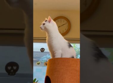 明日の私に幸あれ。ミルねーさんの暮らし。#保護猫 #ねこ #猫のいる暮らし #ミルねーさん #shorts