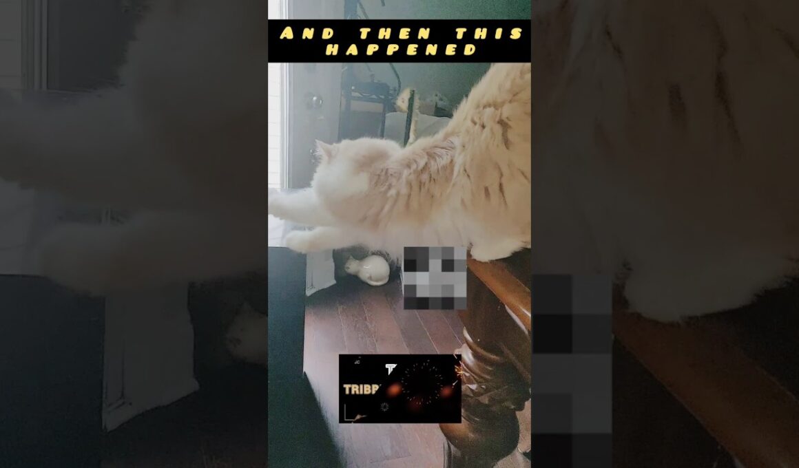 funny animals new cat Lovers youtube channel  #shorts #youtubeshorts #ytshorts #funny #yt #cat