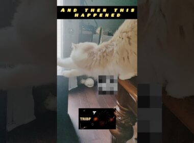 funny animals new cat Lovers youtube channel  #shorts #youtubeshorts #ytshorts #funny #yt #cat