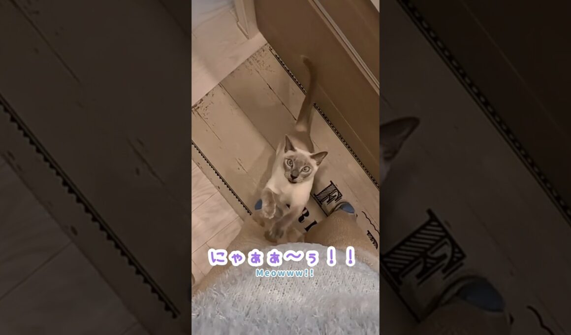 もう我慢できない…鳴いてジャンプ抱っこする甘えん坊猫🐾【鳴き声】