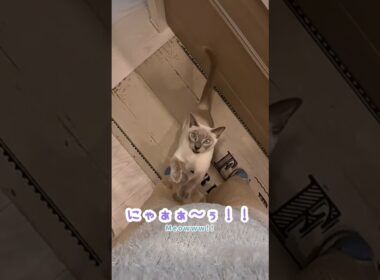 もう我慢できない…鳴いてジャンプ抱っこする甘えん坊猫🐾【鳴き声】