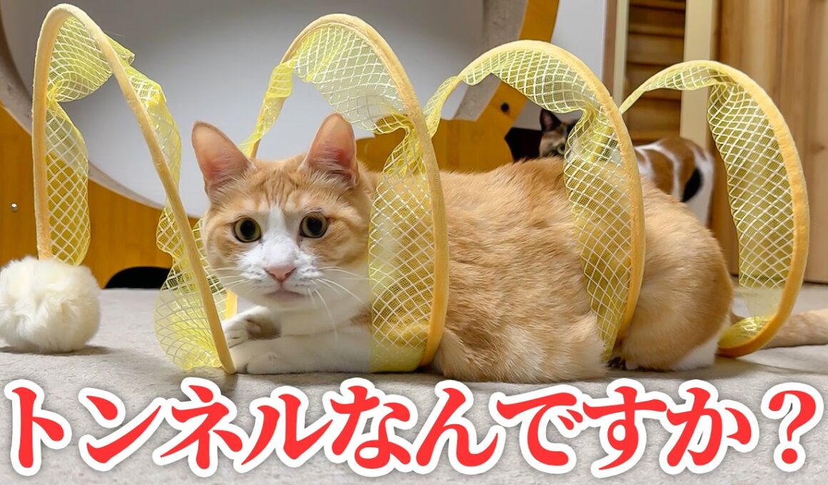 なんだこの謎のトンネルは！？？！？！？！！