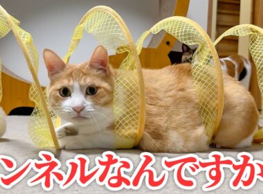 なんだこの謎のトンネルは！？？！？！？！！