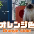 バーマン猫ガブ【オレンジ色】Orange color（バーマン猫）Birman/Cat