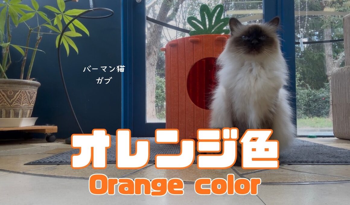 バーマン猫ガブ【オレンジ色】Orange color（バーマン猫）Birman/Cat