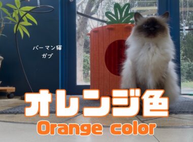 バーマン猫ガブ【オレンジ色】Orange color（バーマン猫）Birman/Cat