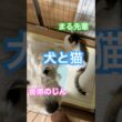 じんにお腹をベロベロされるまる #メインクーンミックス #ゴールデンドゥードル#犬と猫