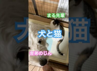 じんにお腹をベロベロされるまる #メインクーンミックス #ゴールデンドゥードル#犬と猫