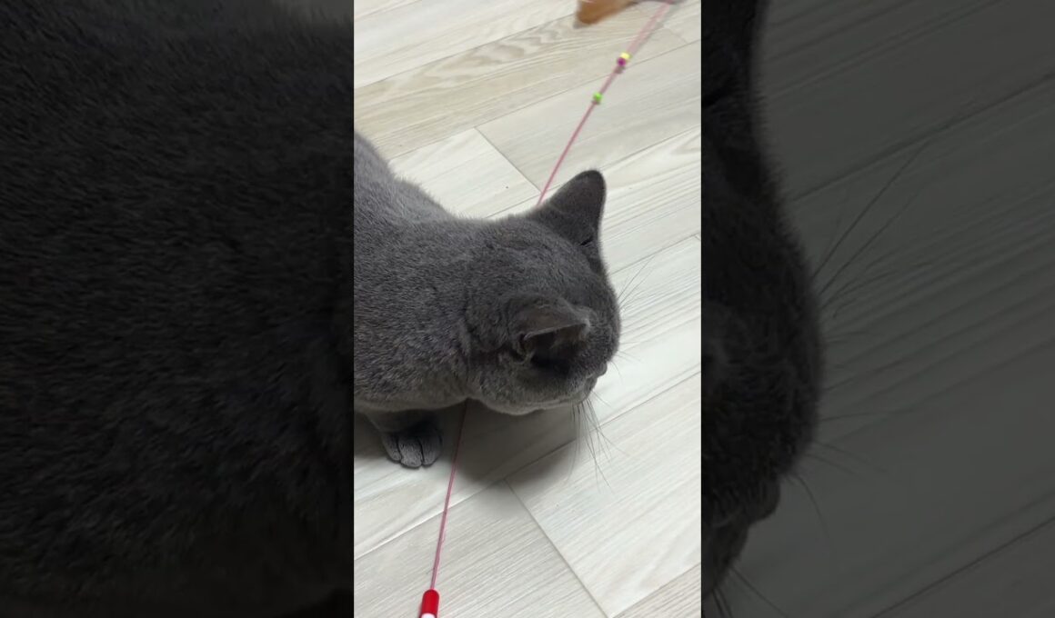 ワイヤーに興味津々グレー猫(2026/3/19)