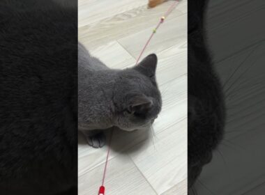 ワイヤーに興味津々グレー猫(2026/3/19)