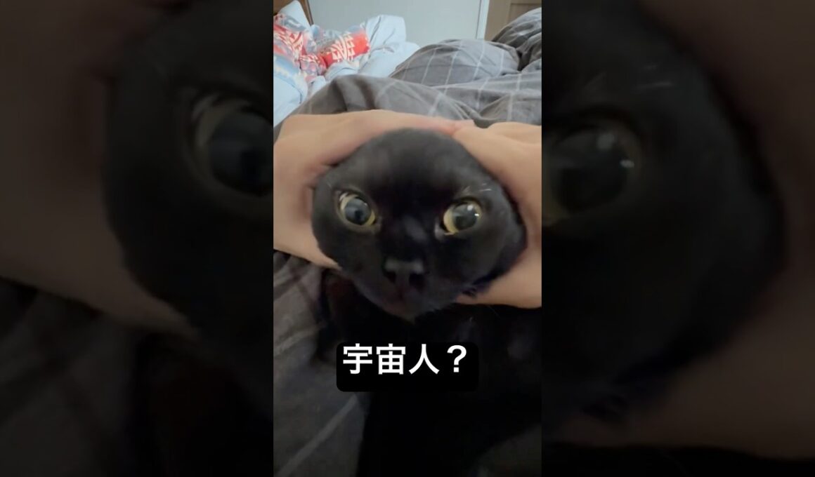 グレイ。 #cat #猫のいる暮らし #セルカークレックス #ブリティッシュショートヘア