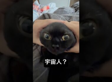 グレイ。 #cat #猫のいる暮らし #セルカークレックス #ブリティッシュショートヘア