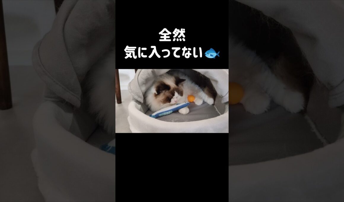今日初めてここでお昼寝した！ちょっと寂しかった！！ #shorts #猫 #もふもふ #ラグドール #甘えん坊猫 #猫のいる暮らし