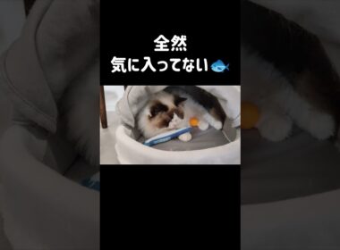 今日初めてここでお昼寝した！ちょっと寂しかった！！ #shorts #猫 #もふもふ #ラグドール #甘えん坊猫 #猫のいる暮らし