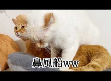 フミフミしながら爆睡する猫