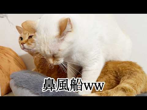 フミフミしながら爆睡する猫