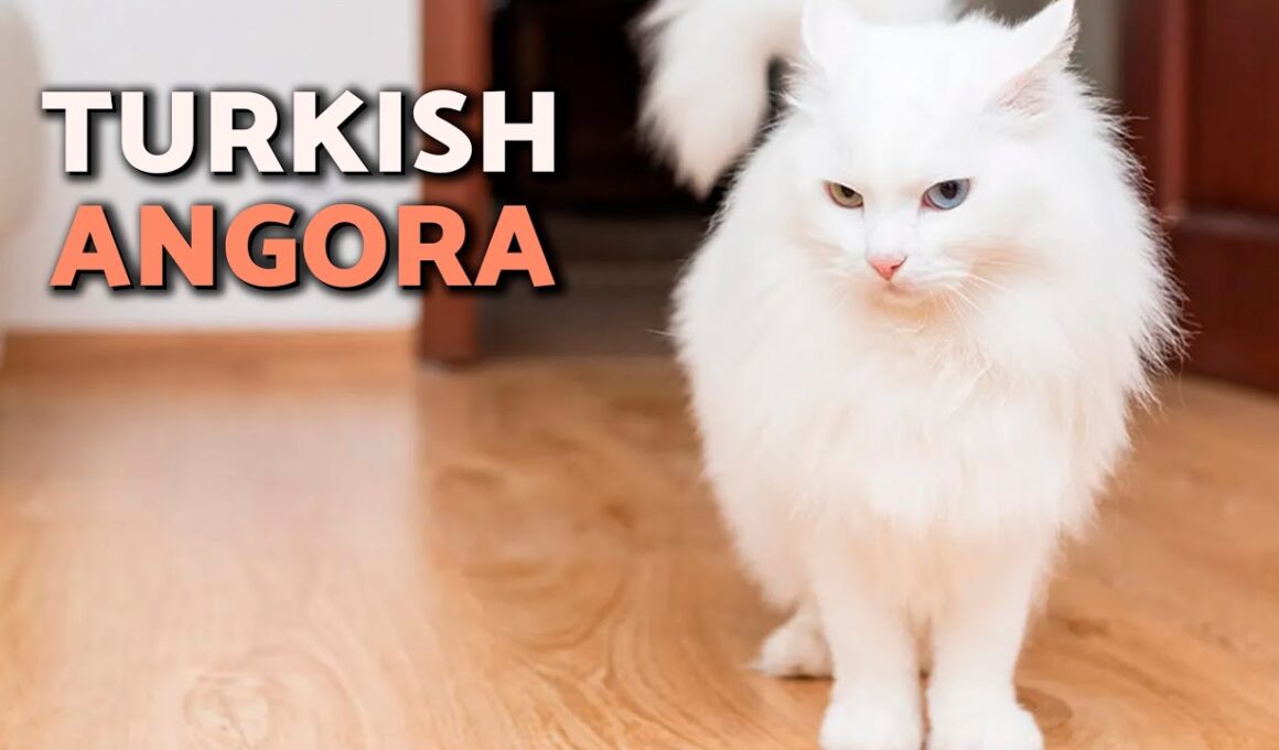 Turkish Angora Cat 😻 Breed HISTORY, CHARACTERISTICS and CARE