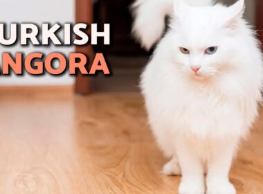Turkish Angora Cat 😻 Breed HISTORY, CHARACTERISTICS and CARE