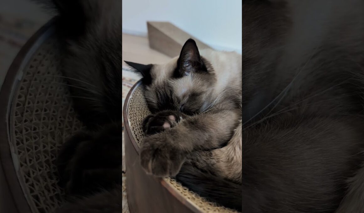 寝ている時にビクビクするシャム猫😺 - Cats trembling in sleep - #shorts #cat