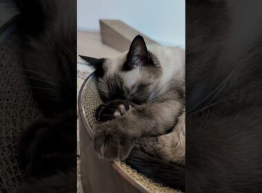 寝ている時にビクビクするシャム猫😺 - Cats trembling in sleep - #shorts #cat