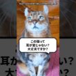 Q：この猫って耳が変じゃない？大丈夫？ #猫 #アメリカンカール #猫動画