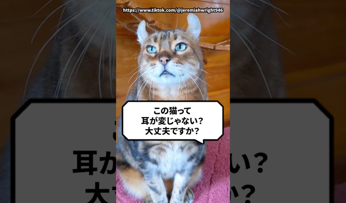 Q：この猫って耳が変じゃない？大丈夫？ #猫 #アメリカンカール #猫動画