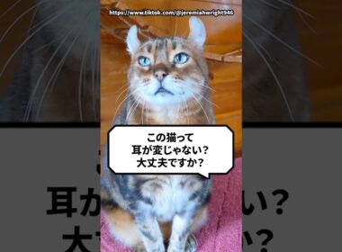 Q：この猫って耳が変じゃない？大丈夫？ #猫 #アメリカンカール #猫動画