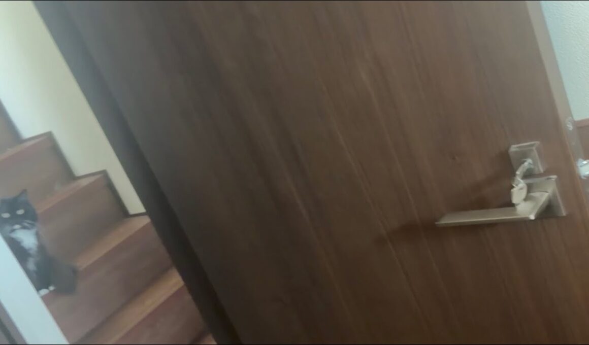 同居猫が飼い主と遊んでいるところを外からじっと見つめる猫　ラガマフィン