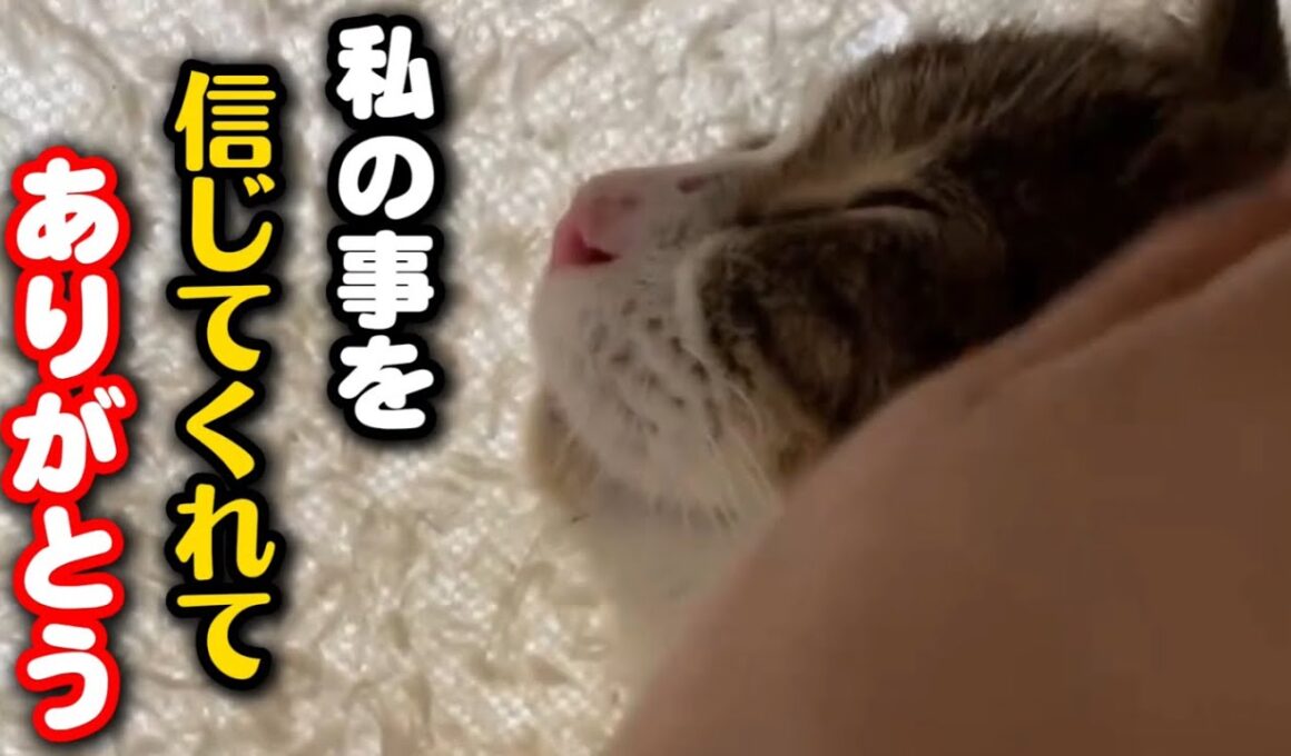 保護した妊婦猫…ついにその瞬間が訪れました